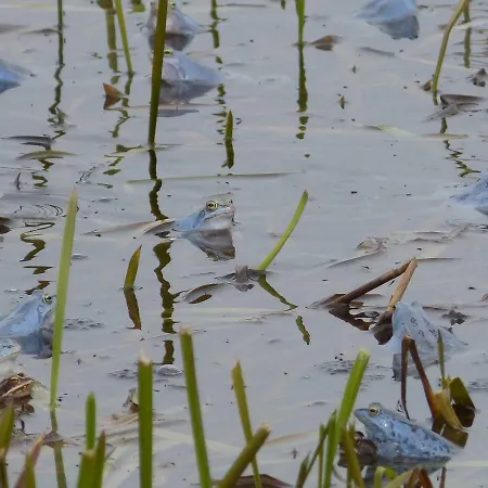 Zum Froschteich Appartement
