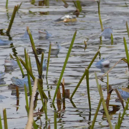 Zum Froschteich Appartement *