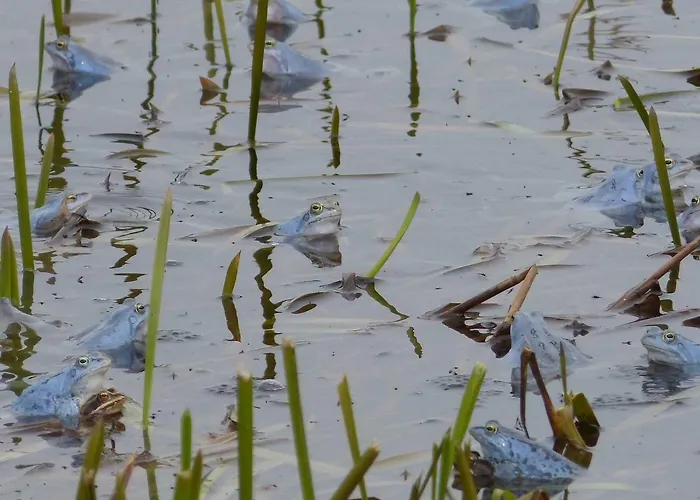 Zum Froschteich 公寓