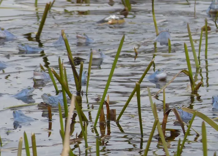 Zum Froschteich 公寓 *